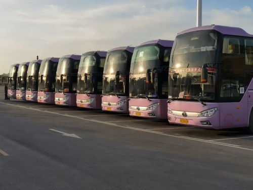 郑州旅游客运 包车客运有序恢复
